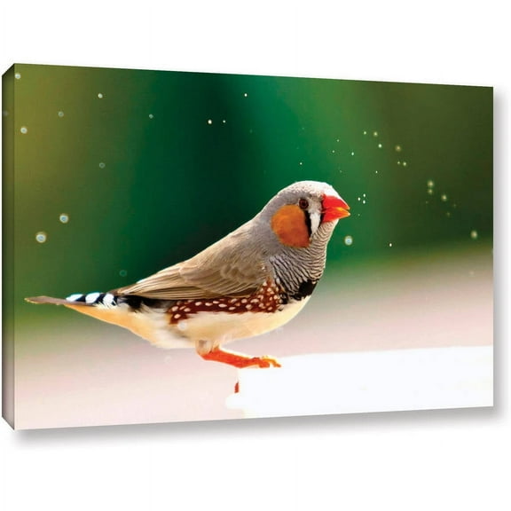 Lindsey Janich "Zebra Finch" Gallery-Wrapped Canvas