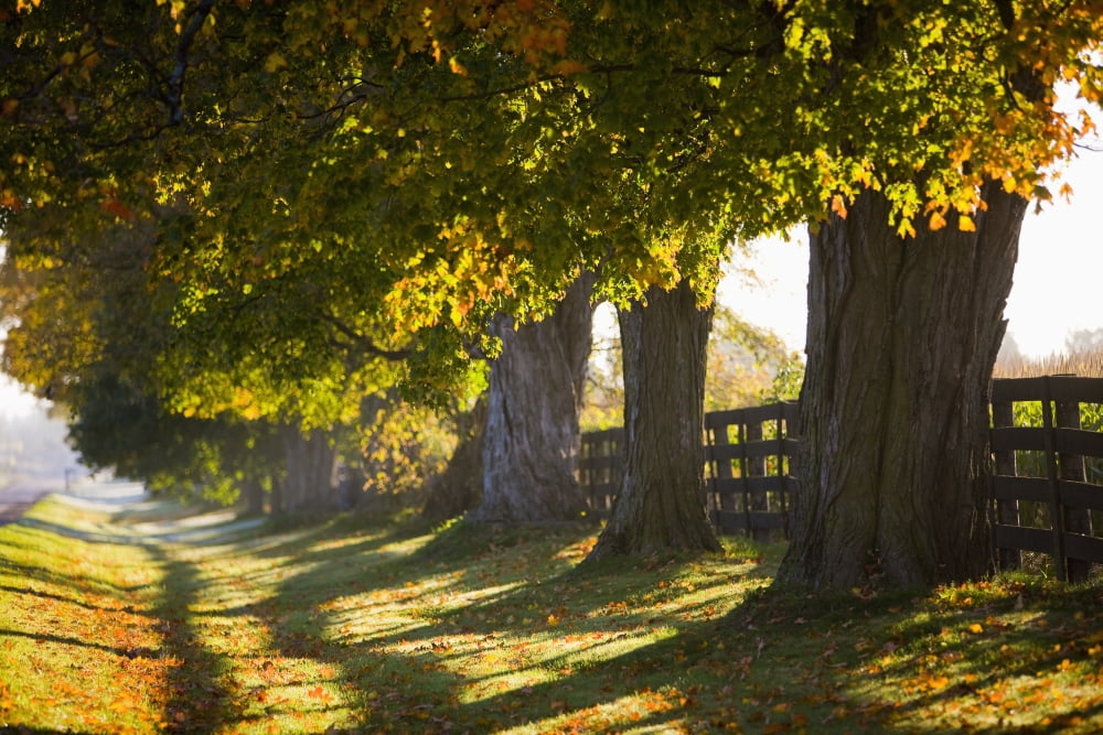 Line Of Maple Trees Along Rural Road In Morning Light Bradford Ontario Canvas Art - Jim Craigmyle Design Pics (34 x 22)