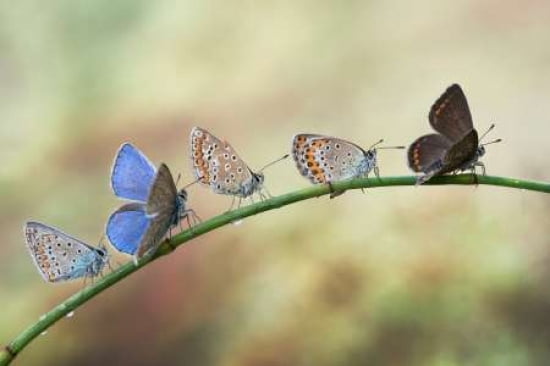 Line-up for take off Canvas Art - Alberto Ghizzi Panizza (12 x 18)