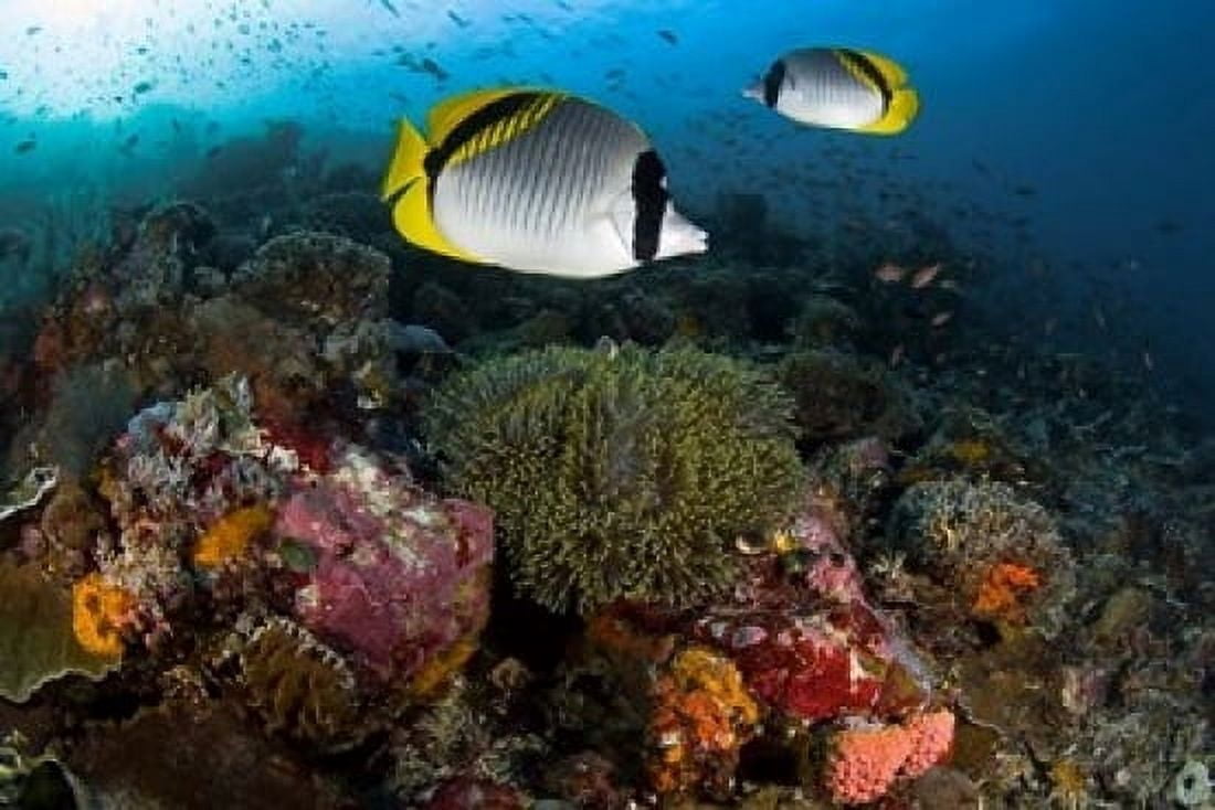 Lined butterflyfish swim over reef corals Komodo National Park Indonesia Canvas Art - Jaynes Gallery DanitaDelimont (36 x 24)