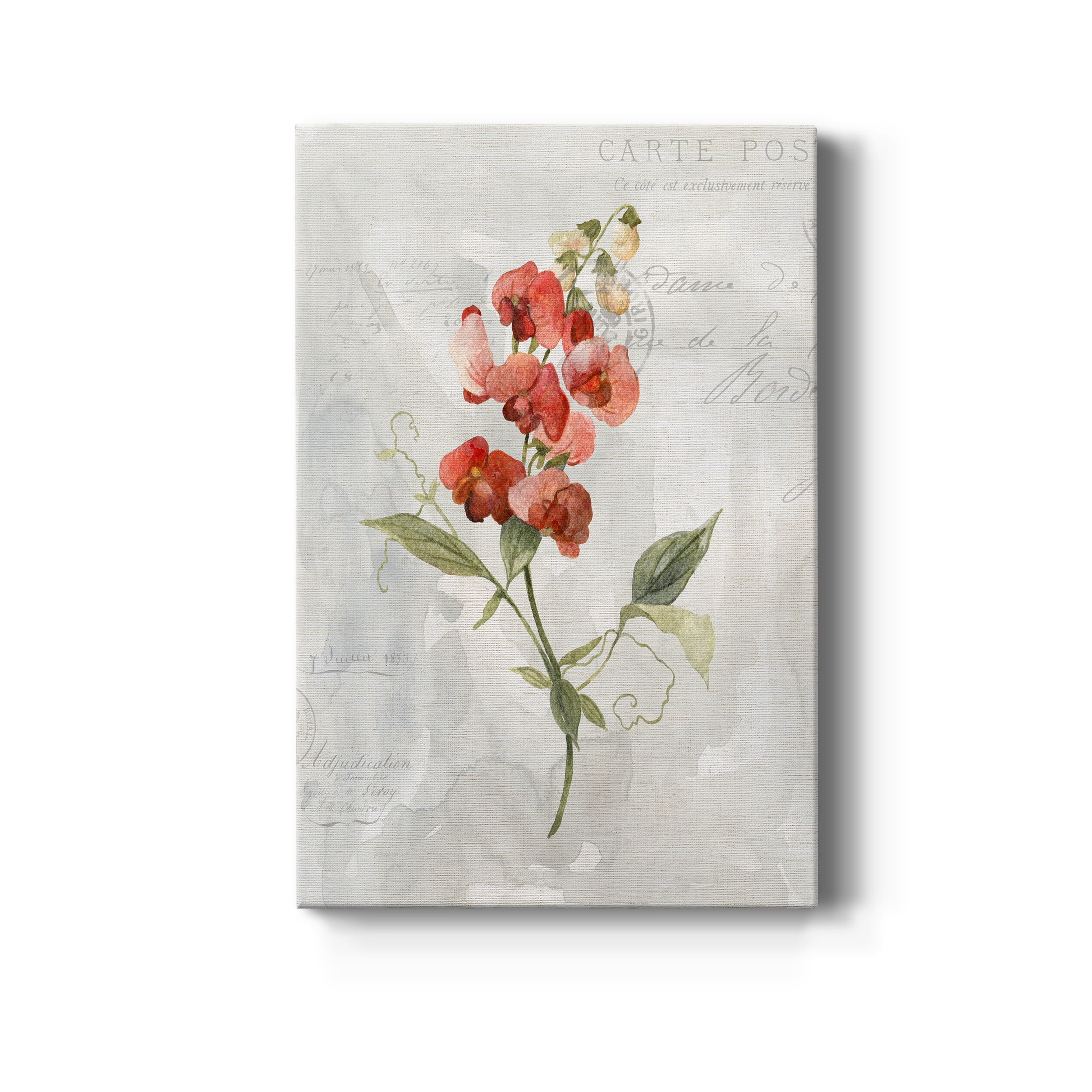 Linen Sweet Pea Premium Gallery Wrapped Canvas - Ready to Hang - 12 x 18