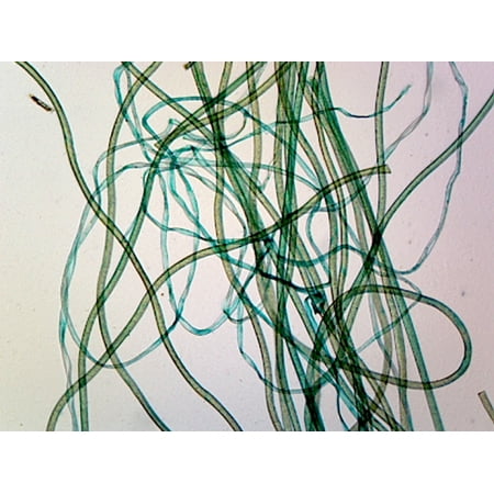 Linen Textile Fibers; Whole-mount by Go Science Crazy