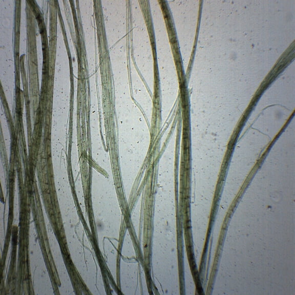 Linen, Wholemount - Prepared Microscope Slide - 75 x 25mm - Biology & Microscopy - Eisco Labs