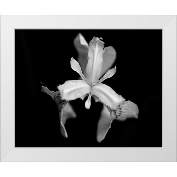 Ling, Tang 14x12 White Modern Wood Framed Museum Art Print Titled - Poetry V