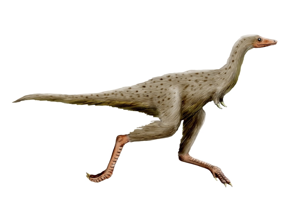 Linhenykus dinosaur Canvas Art - Nobumichi TamuraStocktrek Images (17 x 13)