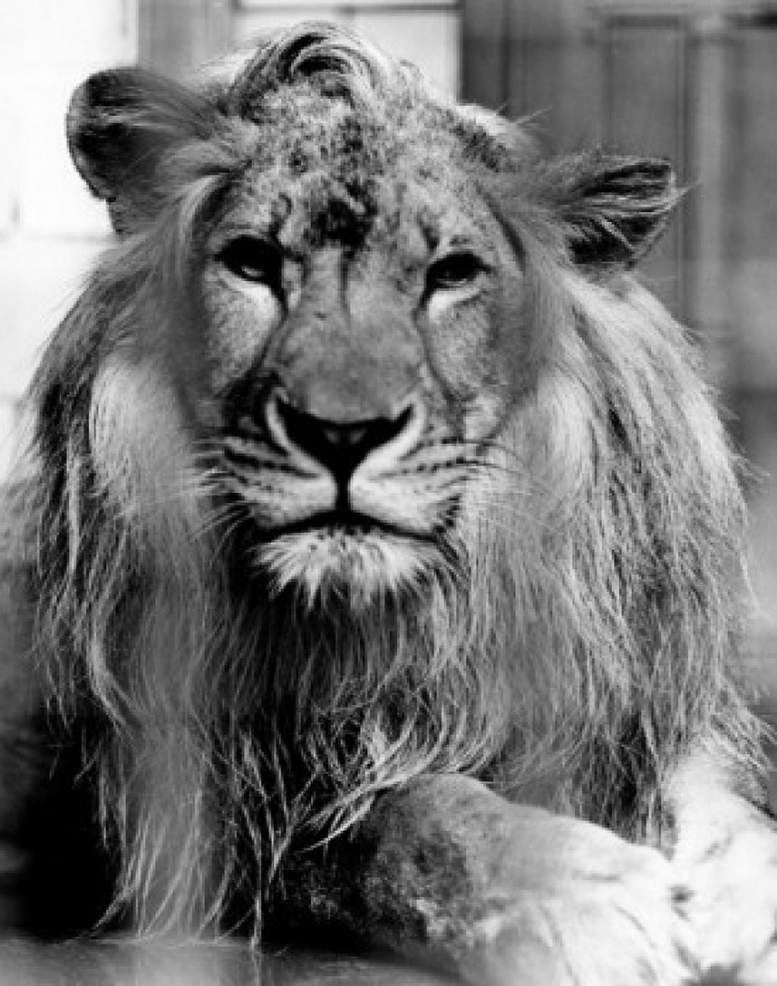 Lion Canvas Art - (18 x 24)
