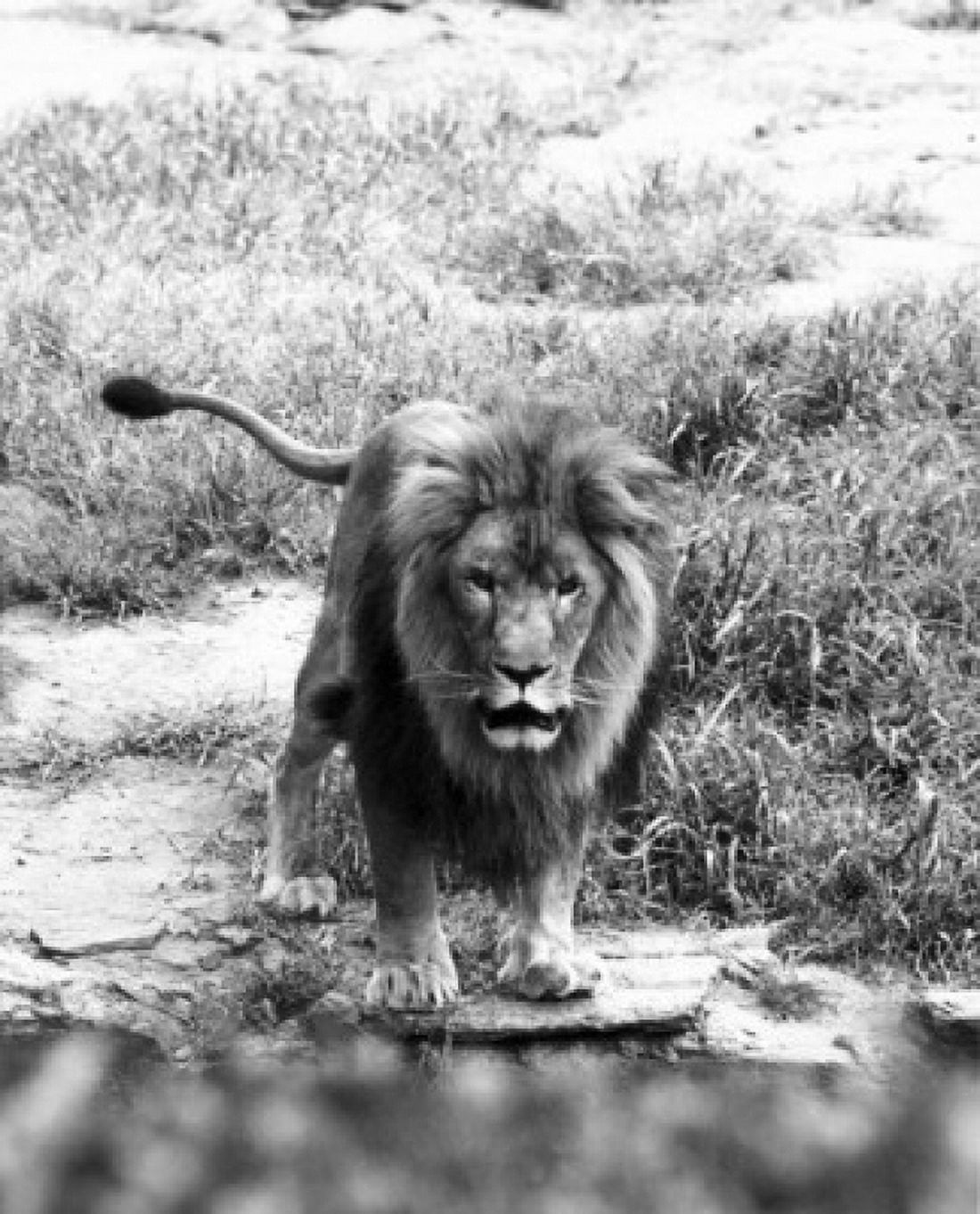 Lion Canvas Art - (18 x 24)