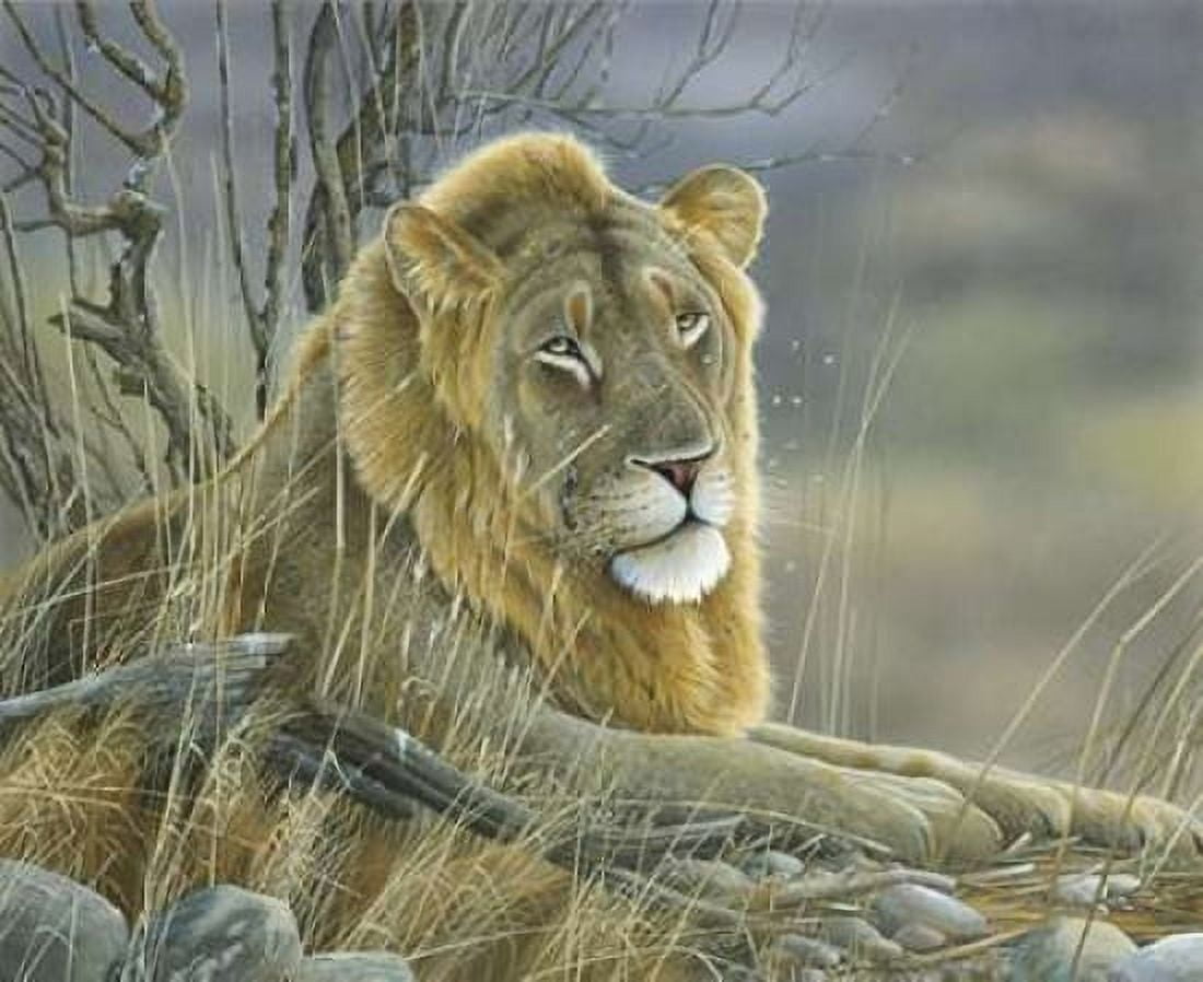 Lion Canvas Art - Jan Weenink (20 x 24)