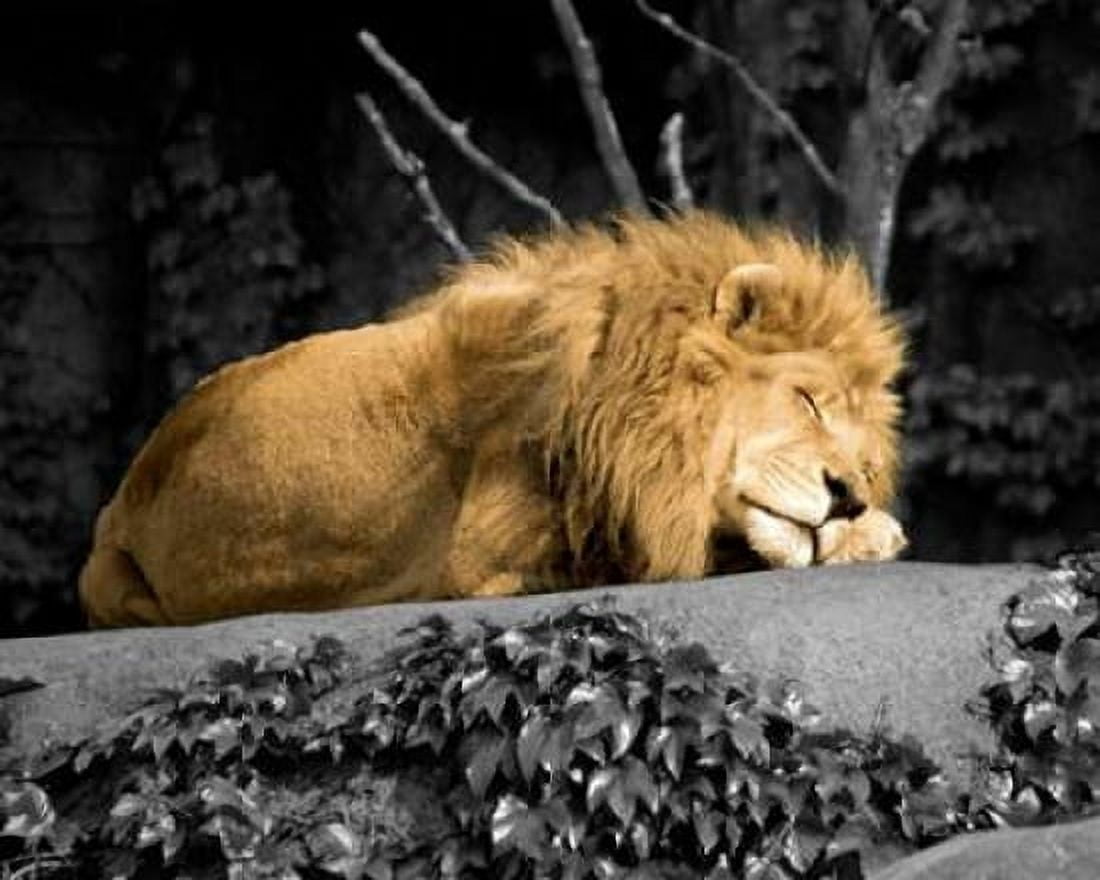 Lion Canvas Art - Kelly Donovan (24 x 30)