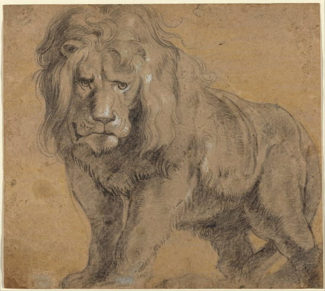 Lion Canvas Art - Peter Paul Rubens (18 x 24)