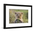 thumbnail image 1 of Lion Cub, Animals Framed Art Print Wall Art Sold by Art.Com, 1 of 6