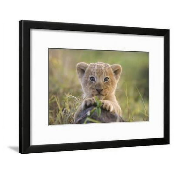 Lion Cub, Animals Framed Art Print Wall Art Sold by Art.Com