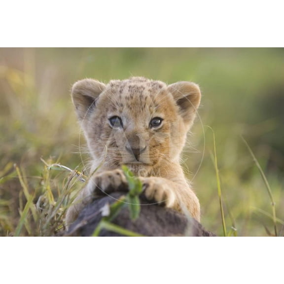 Lion Cub, Animals Unframed Photographic Print Wall Art Sold by Art.Com