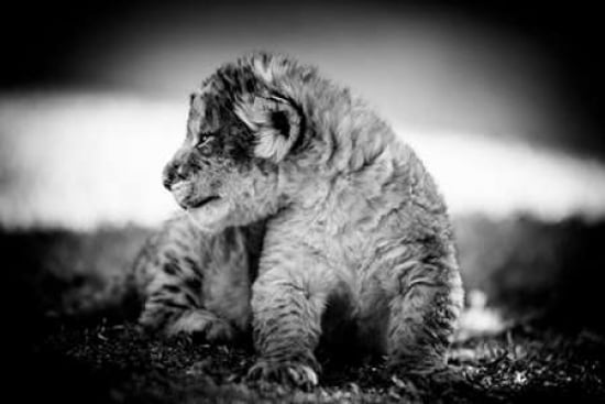 Lion Cub Canvas Art - Beth Wold (20 x 28)