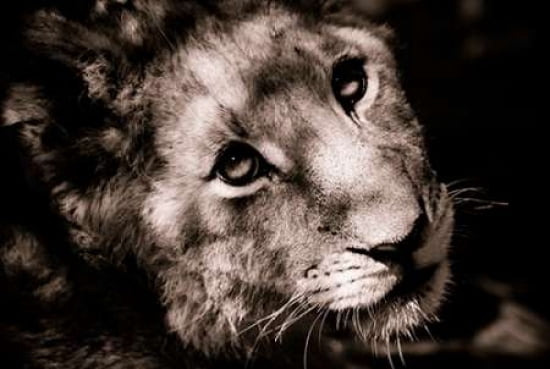 Lion Cub I Canvas Art - Beth Wold (12 x 18)