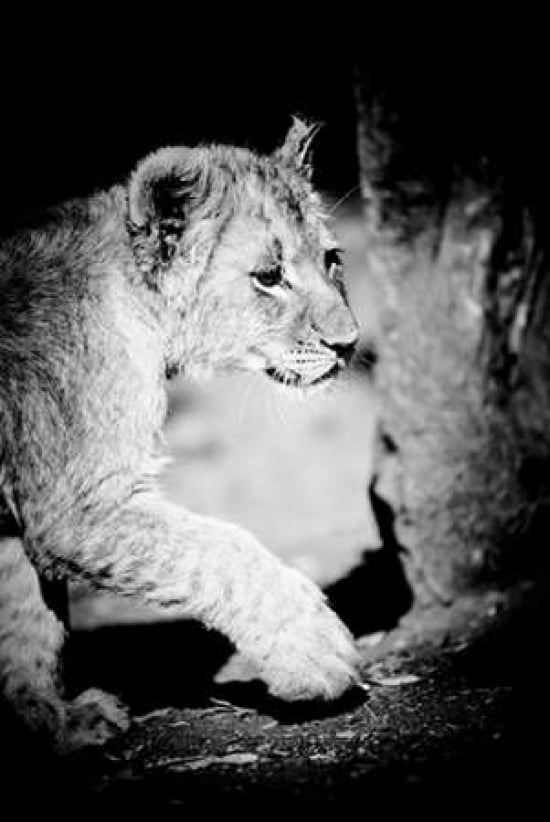 Lion Cub II Canvas Art - Beth Wold (24 x 36)