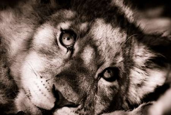 Lion Cub II Canvas Art - Beth Wold (24 x 36)