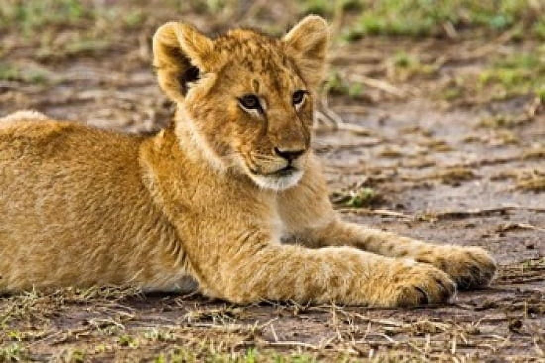 Lion Cub Laying in the Bush Maasai Mara Kenya Canvas Art - Joe Restuccia III DanitaDelimont (35 x 23)