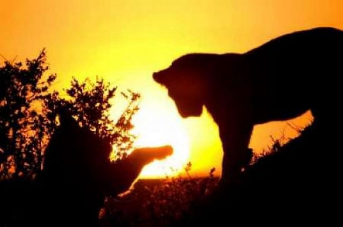 Lion Cub Morning Canvas Art - Susann Parker (24 x 36)