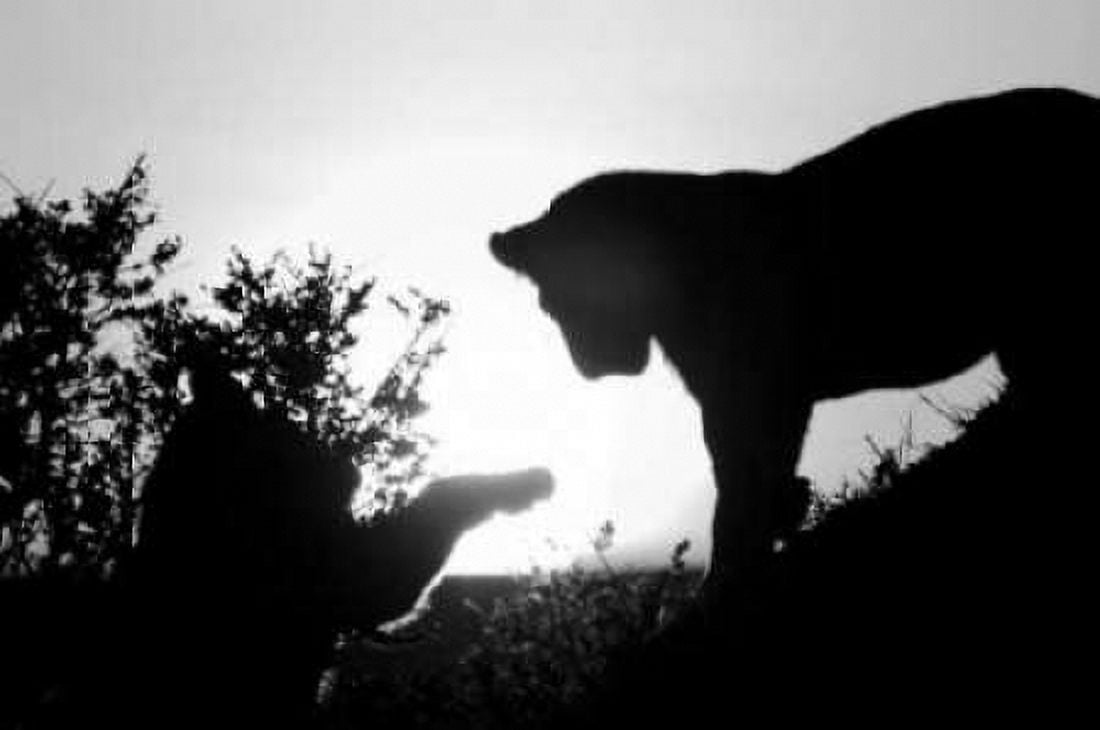 Lion Cub Morning Canvas Art - Susann Parker (24 x 36)
