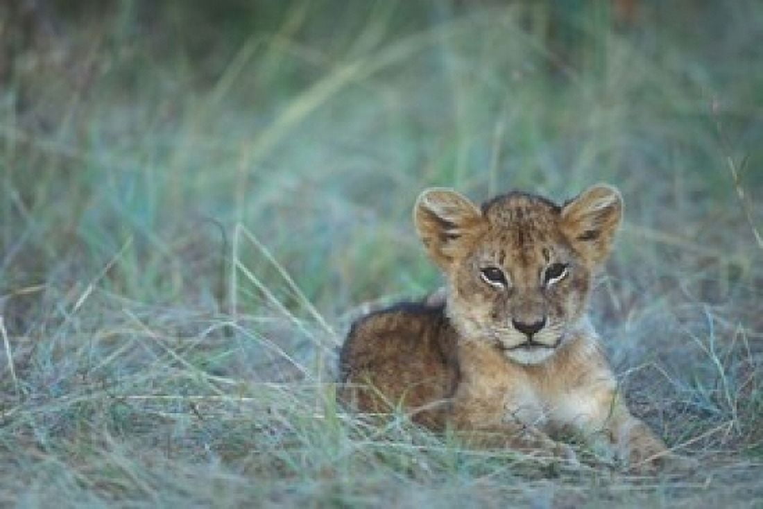 Lion Cub Rests in Grass Masai Mara Game Reserve Kenya Canvas Art - Paul Souders DanitaDelimont (18 x 12)
