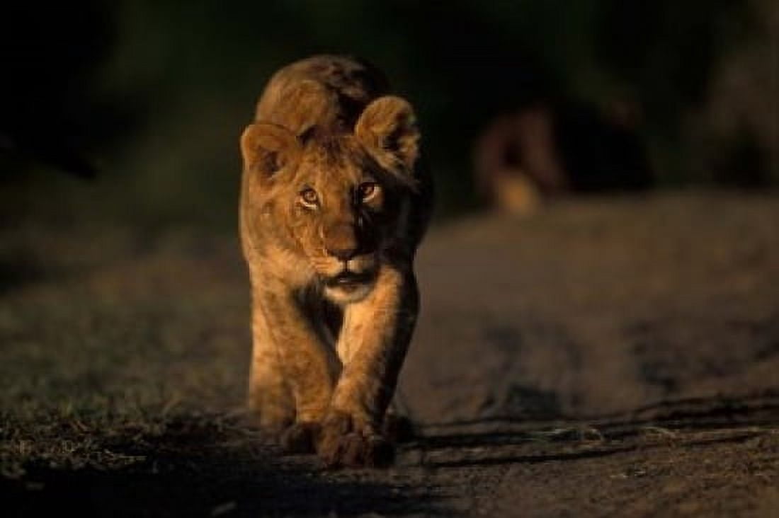 Lion Cub Stalking Masai Mara Game Reserve Kenya Canvas Art - Paul Souders DanitaDelimont (18 x 12)