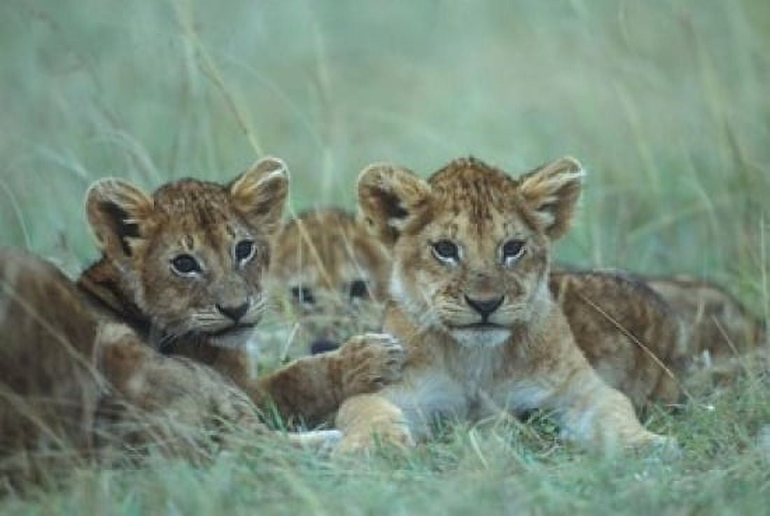 Lion Cubs Rest in Grass Masai Mara Game Reserve Kenya Canvas Art - Paul Souders DanitaDelimont (18 x 12)