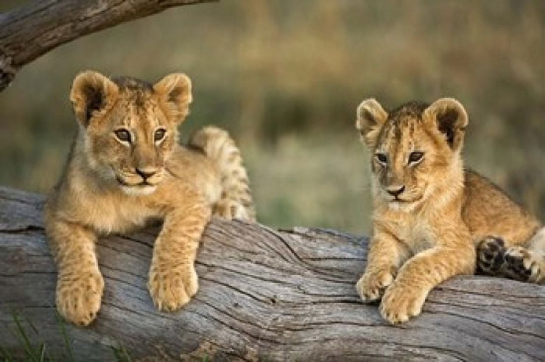 Lion Cubs on Log Masai Mara Kenya Canvas Art - Adam Jones DanitaDelimont (35 x 24)