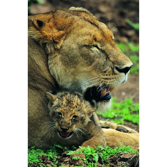 Lion Drawing Book (Paperback)