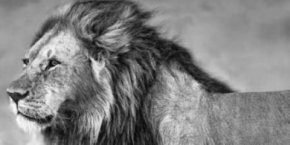Lion Eyes Canvas Art - Xavier Ortega (10 x 20)