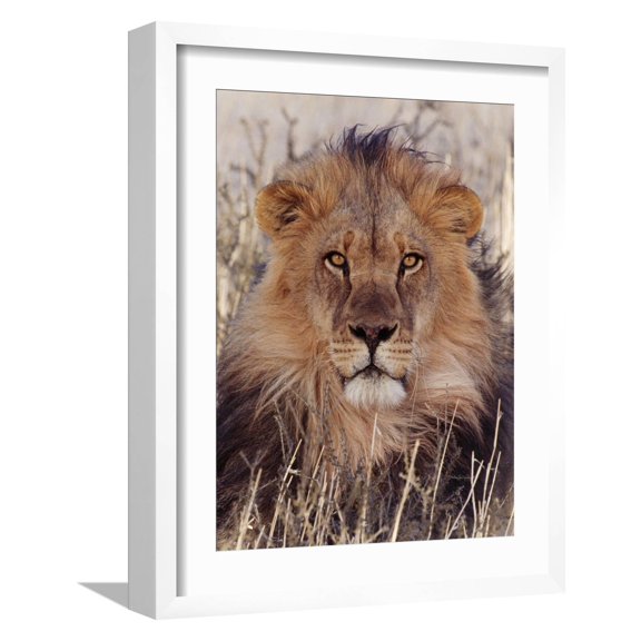 Art.com Lion Photographic Print, White Frame Wall Art, 17" x 21"