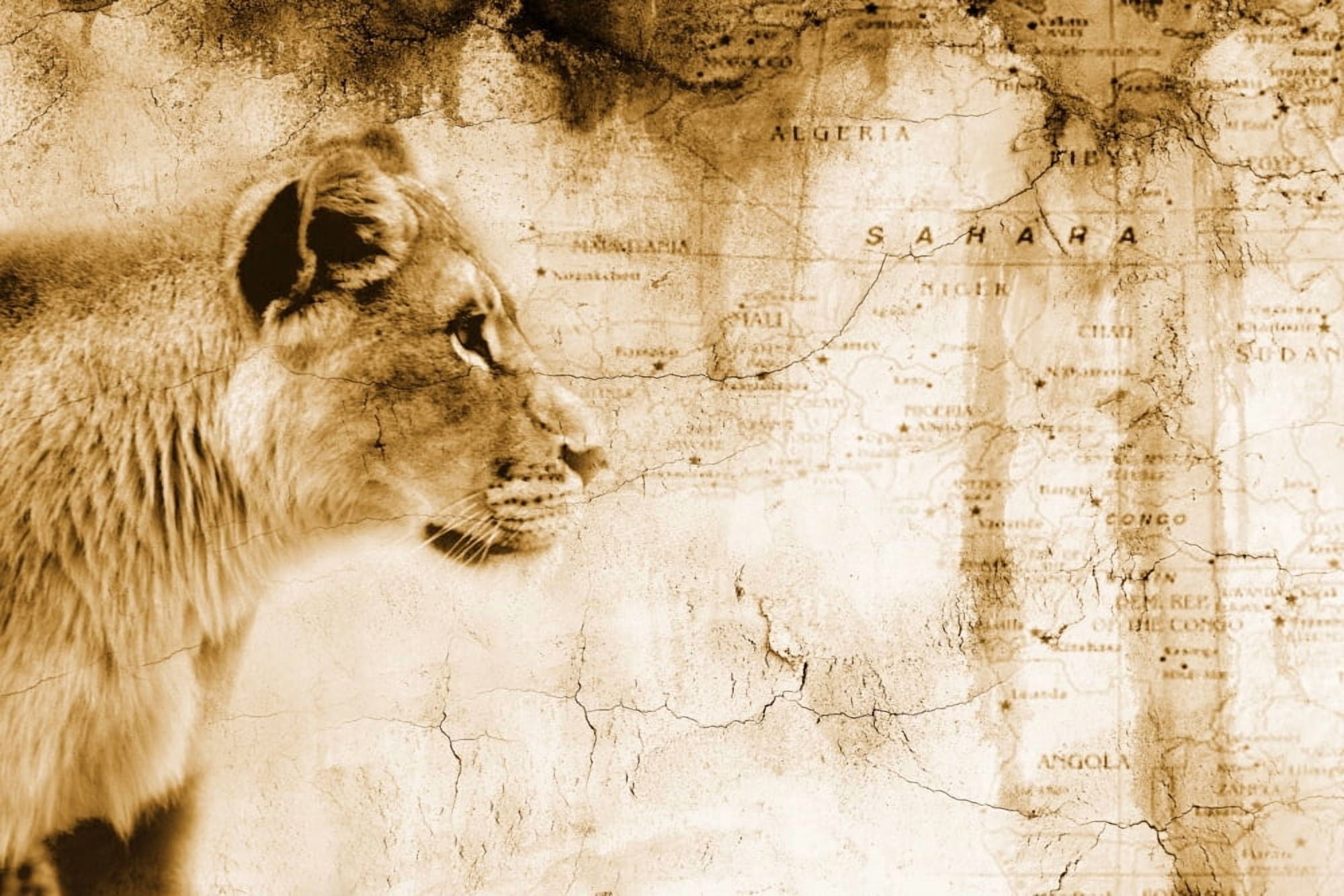 Lion In Front Of An Old Map Of Africa Canvas Art - Chris and Kate Knorr Design Pics (36 x 24)