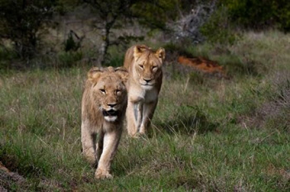 Lion Kariega Game Reserve South Africa Canvas Art - Sergio Pitamitz DanitaDelimont (35 x 23)