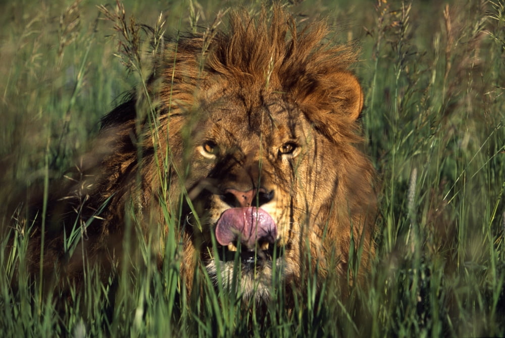 Lion Licking His Lips Canvas Art - Natural Selection David Ponton Design Pics (36 x 24)