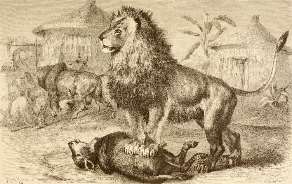 A Lion After Making A Kill In The Middle Of An African Village From La Vida De Los Animales Published Spain Circa 1885 Canvas Art - Ken Welsh Design Pics (36 x 22)