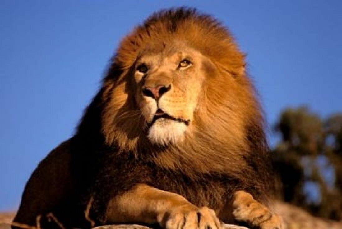Lion Masai Mara Kenya Canvas Art - Marilyn Parver DanitaDelimont (18 x 12)