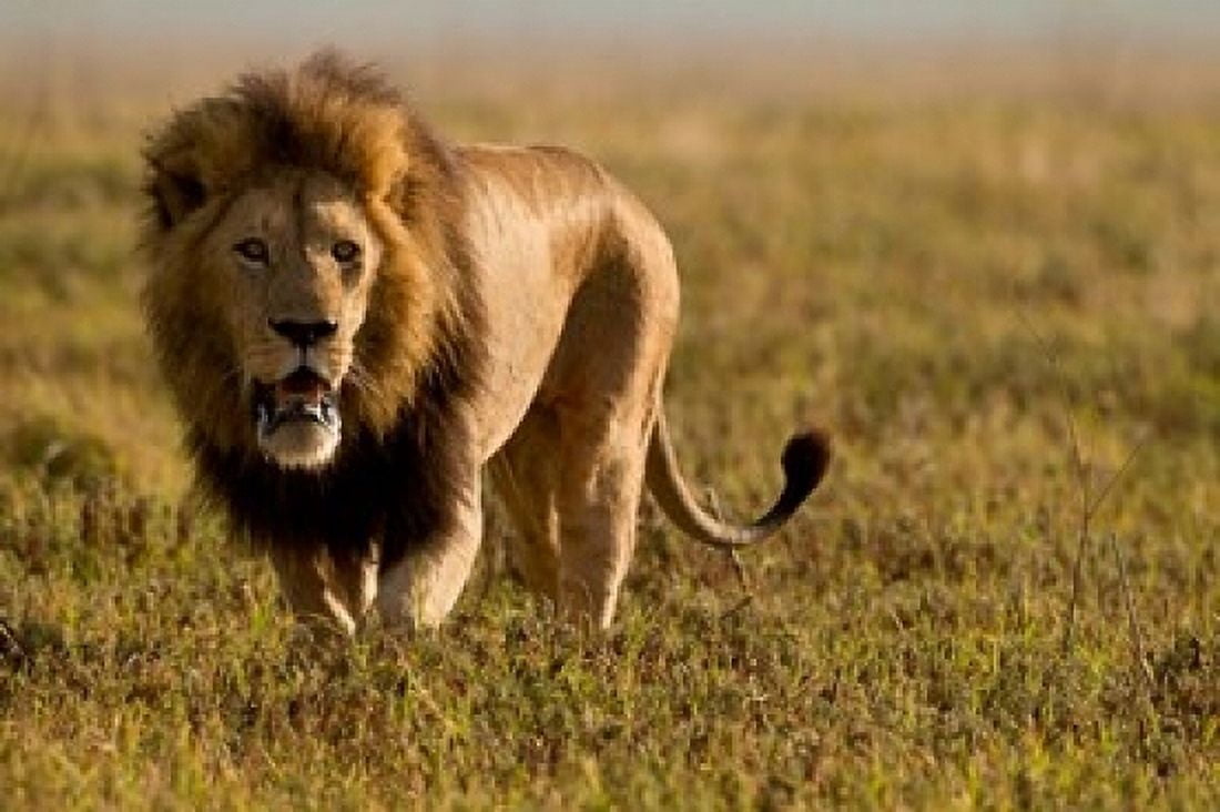 Lion Ngorongoro Crater Serengeti National Park Tanzania Canvas Art - Joe & Mary Ann McDonald DanitaDelimont (16 x 11)