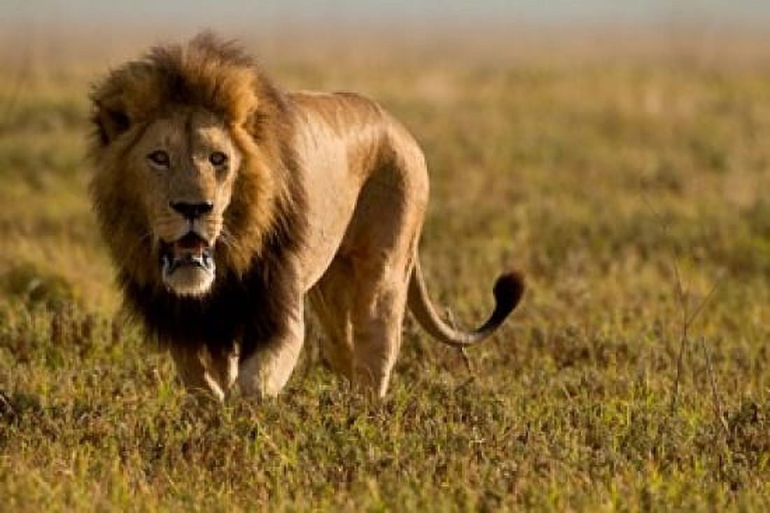 Lion Ngorongoro Crater Serengeti National Park Tanzania Canvas Art - Joe & Mary Ann McDonald DanitaDelimont (33 x 22)