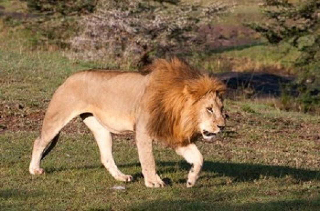 Lion Panthera leo Maasai Mara Kenya Canvas Art - Sergio Pitamitz DanitaDelimont (24 x 15)