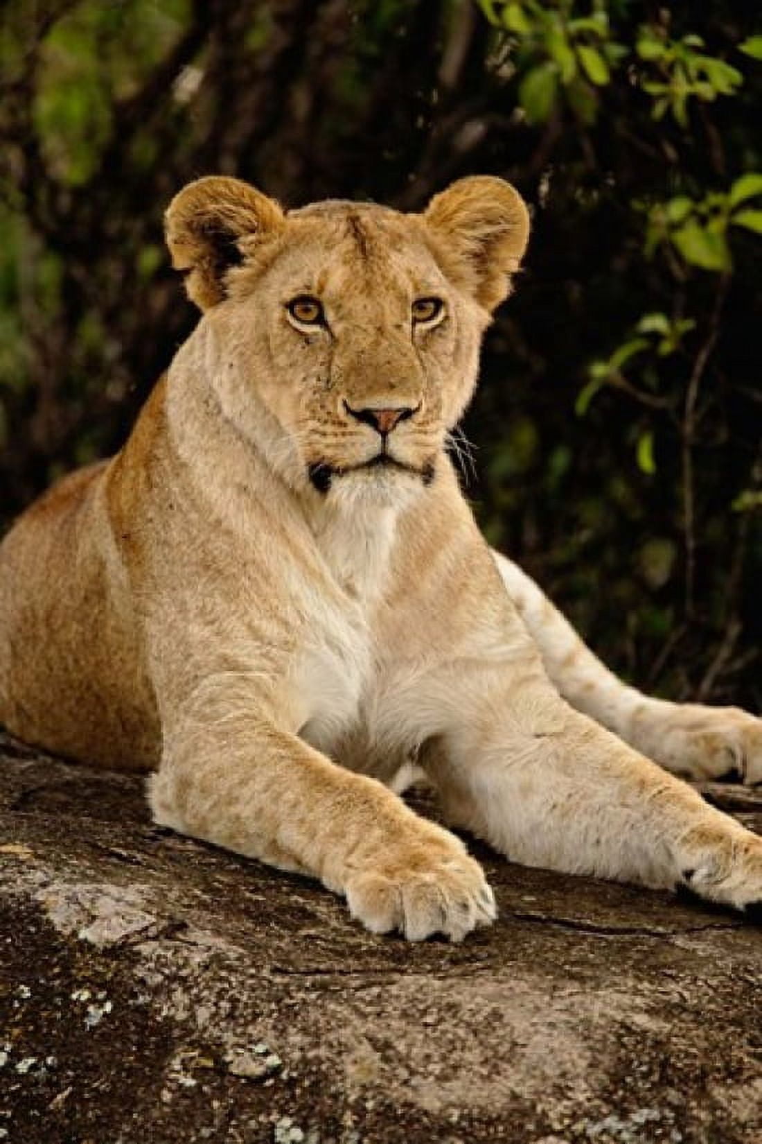 Lion Panthera leo Serengeti National Park Tanzania Canvas Art - Adam Jones DanitaDelimont (23 x 35)