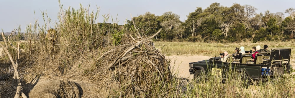 Lion (Panthera leo) observed by photographers Mala Mala Game Reserve South Africa Canvas Art - Panoramic Images (36 x 12)