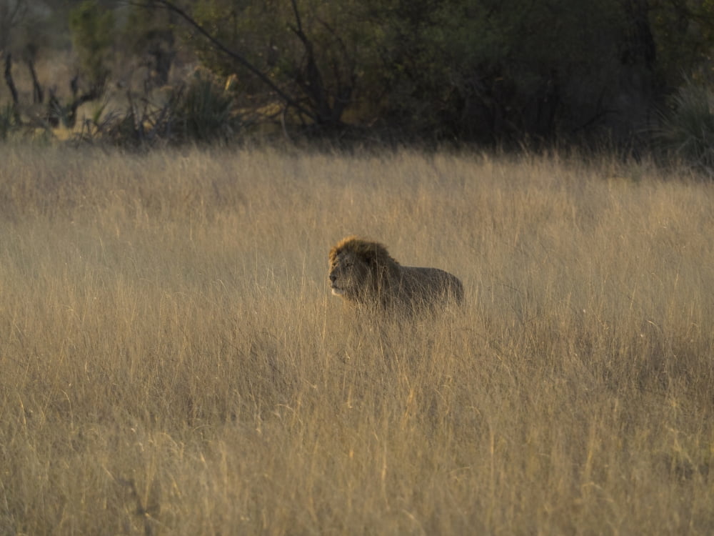Lion (Panthera leo) in tall grass that has spotted cheetah nearby about to chase cheetah Okavango Delta Botswana Canvas Art - Panoramic Images (12 x 16)
