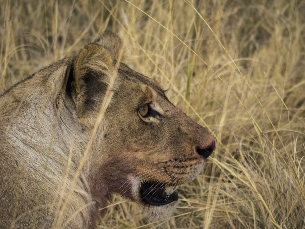 Lion (Panthera leo) with bloody mouth after eating recent impala kill Okavango Delta Botswana Canvas Art - Panoramic Images (12 x 16)