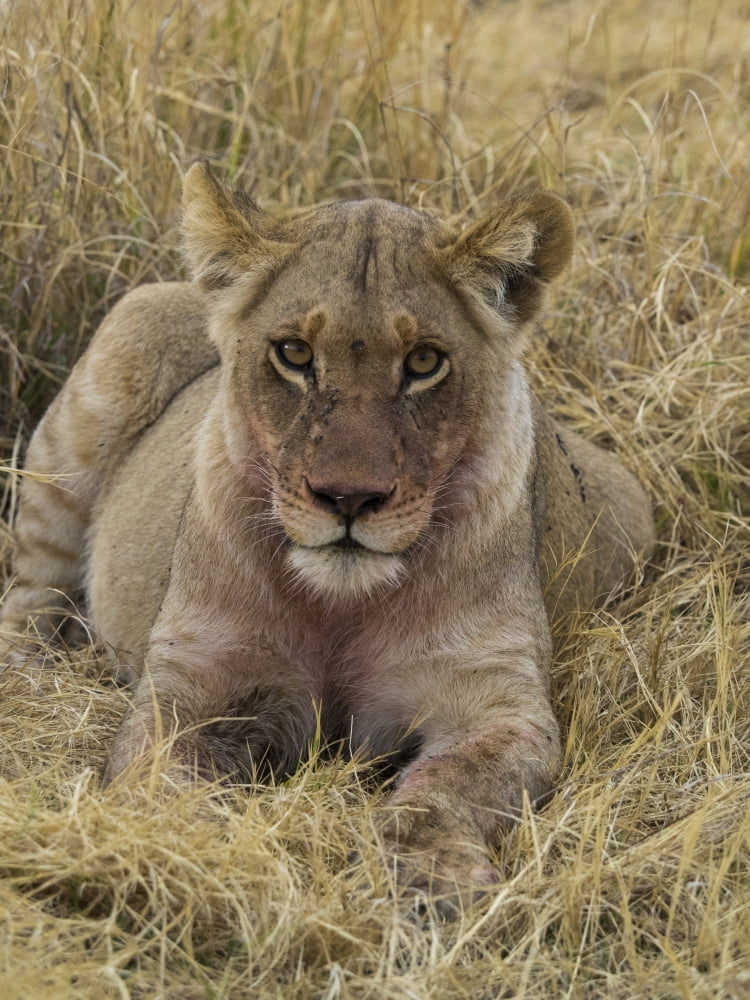 Lion (Panthera leo) with bloody mouth after eating recent impala kill Okavango Delta Botswana Canvas Art - Panoramic Images (12 x 16)