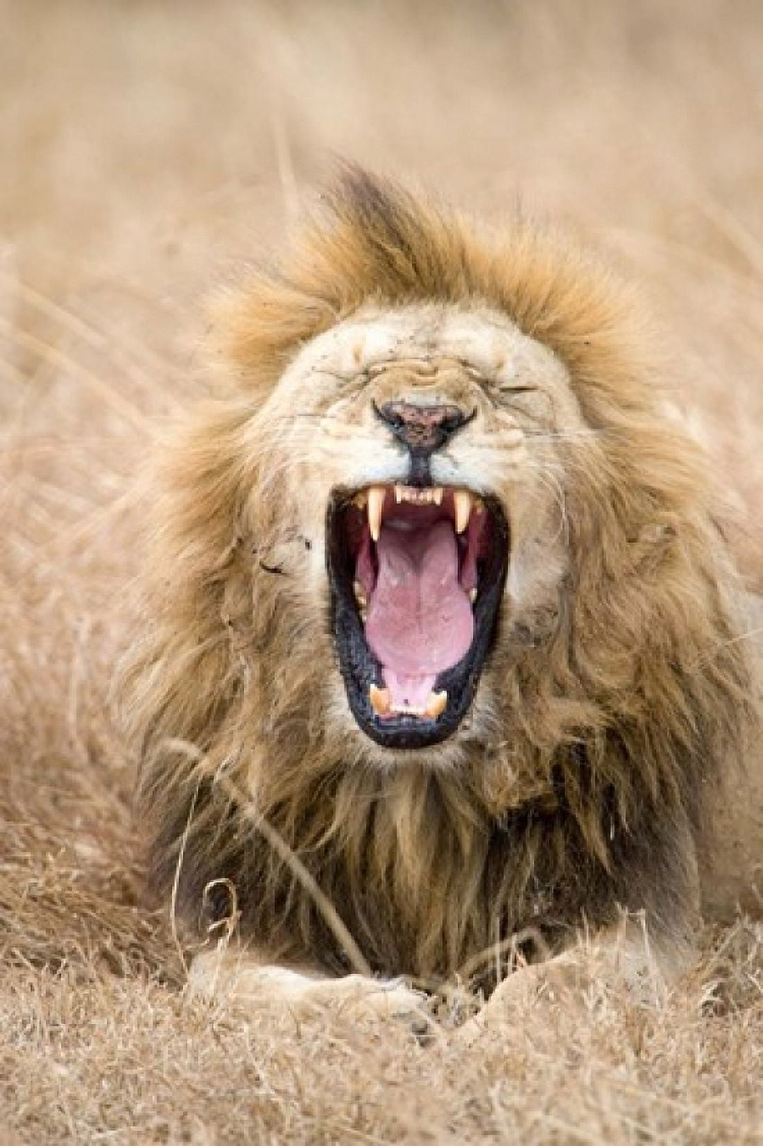 Lion (Panthera leo) yawning in a forest Ngorongoro Crater Ngorongoro Tanzania Canvas Art - Panoramic Images (24 x 36)