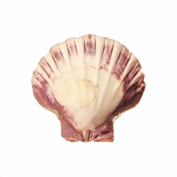 Lion'S Paw Shell Large Sea Shell 5-6 For Smudging Burning Incense Altar Decorat