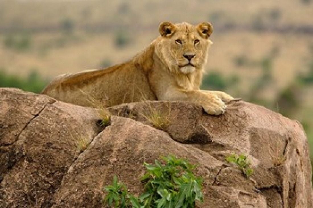 Lion Serengeti National Park Tanzania Canvas Art - Adam Jones DanitaDelimont (24 x 15)