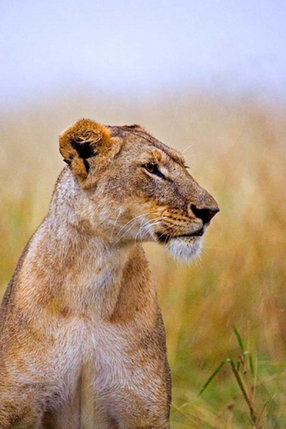 Lion Sitting in the High Grass Maasai Mara Kenya Canvas Art - Joe Restuccia III DanitaDelimont (23 x 35)