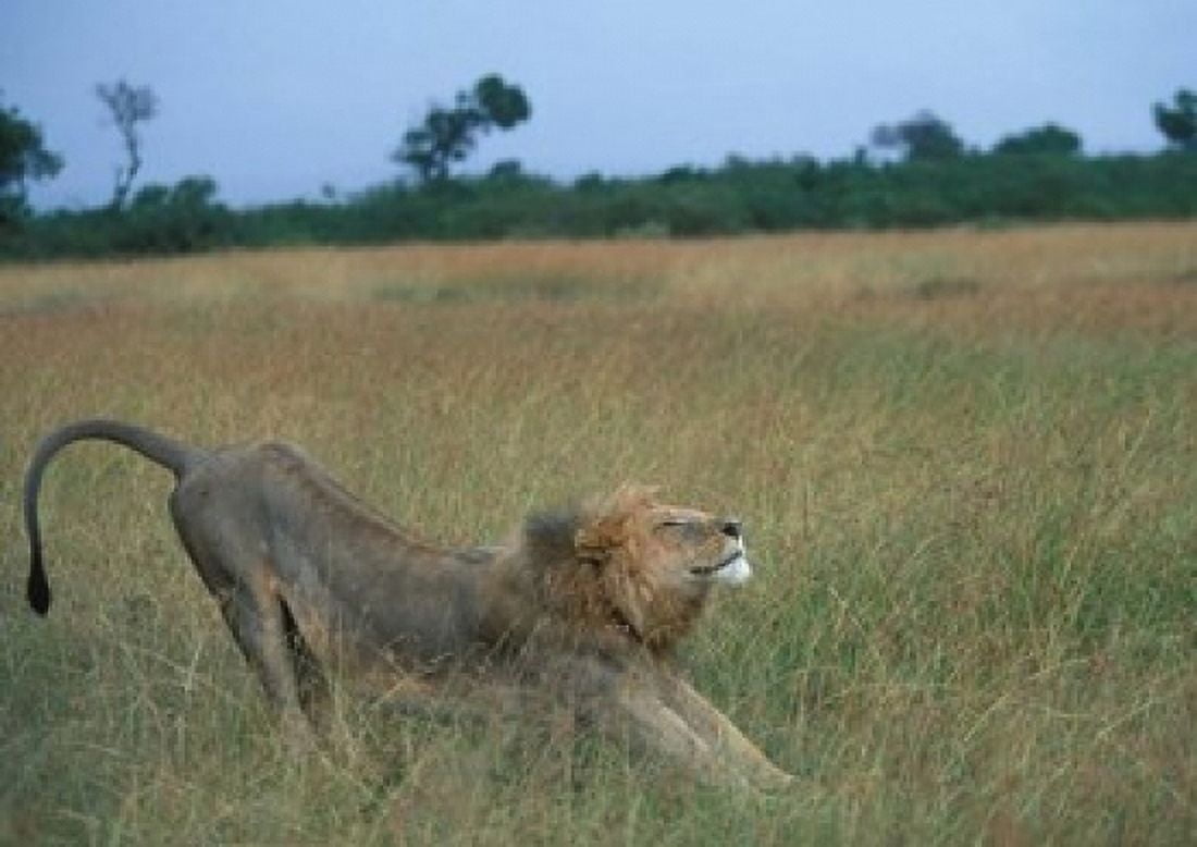 Lion Stretches in Tall Grass Masai Mara Game Reserve Kenya Canvas Art - Paul Souders DanitaDelimont (24 x 18)