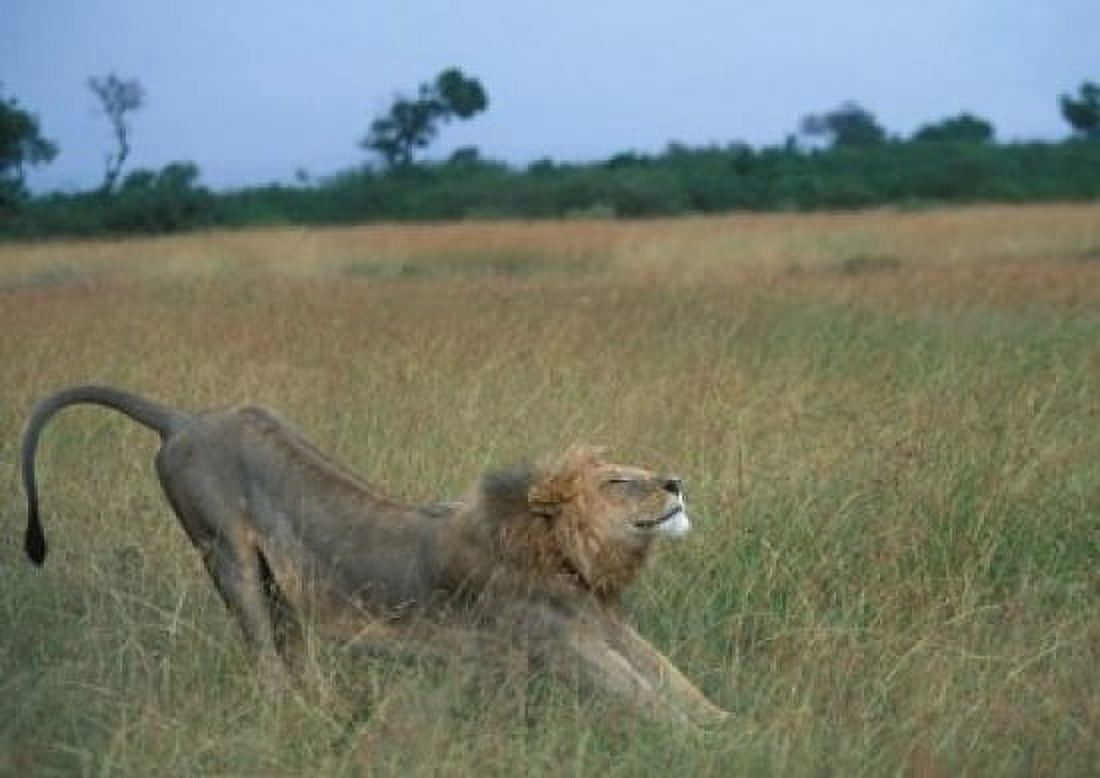 Lion Stretches in Tall Grass Masai Mara Game Reserve Kenya Canvas Art - Paul Souders DanitaDelimont (35 x 25)